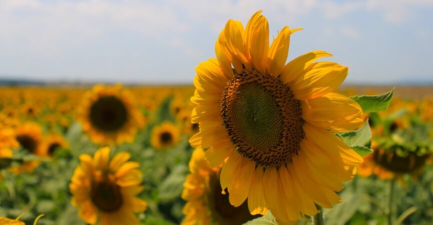 Manfaat Biji Bunga Matahari Sebagai Penghilang Jerawat
