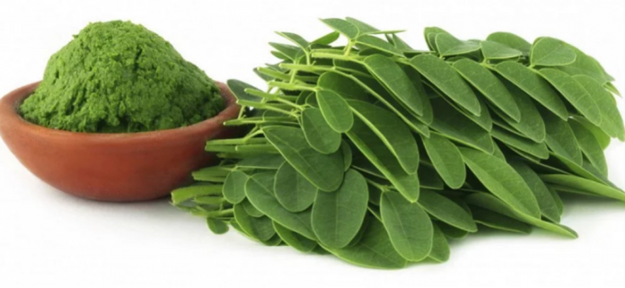 Manfaat daun kelor bagi kesehatan tubuh - doktersehat