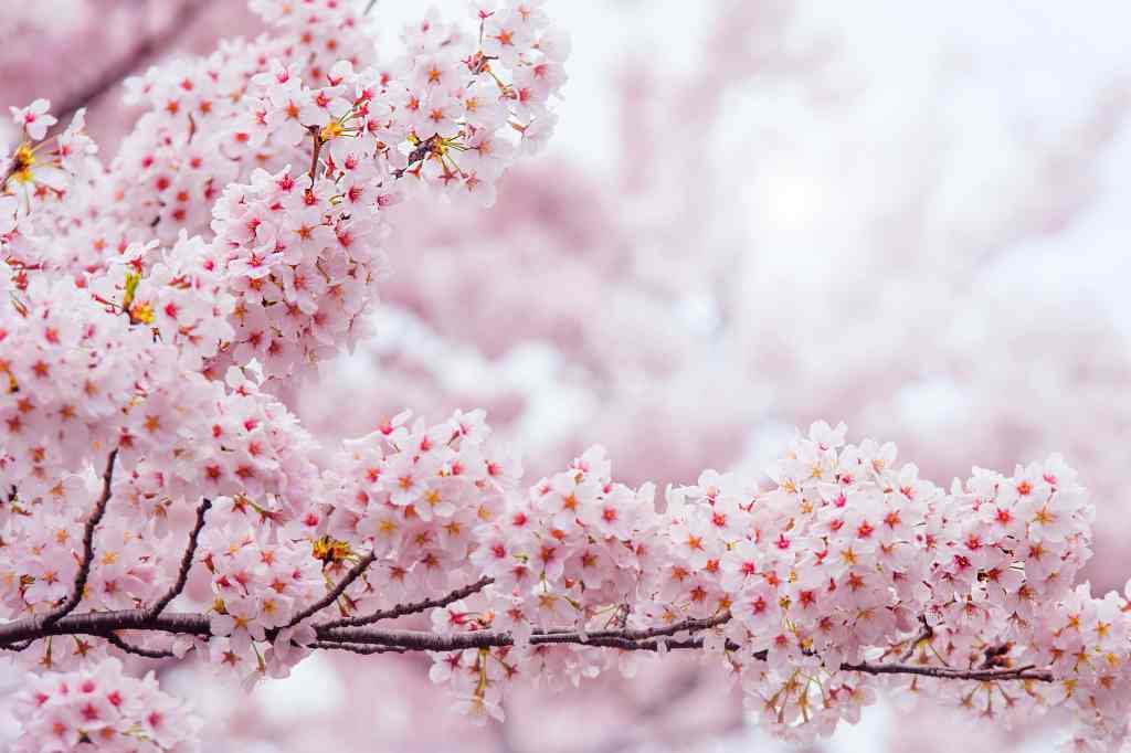 7 Manfaat Bunga Sakura Untuk Kulit Wajah