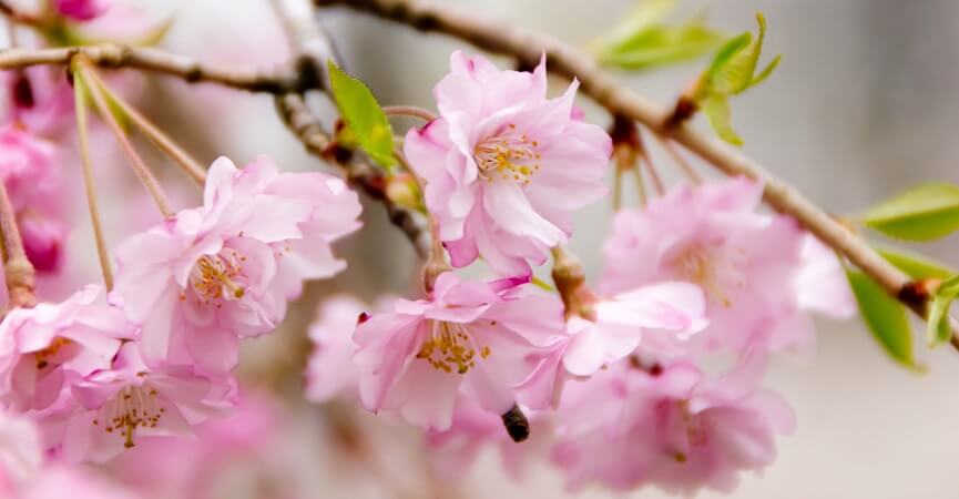 Khasiat Ekstrak  Bunga  Sakura  dalam Merawat Kulit Dokter 