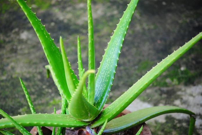 doktersehat-alasan-rambut-butuh-lidah-buaya