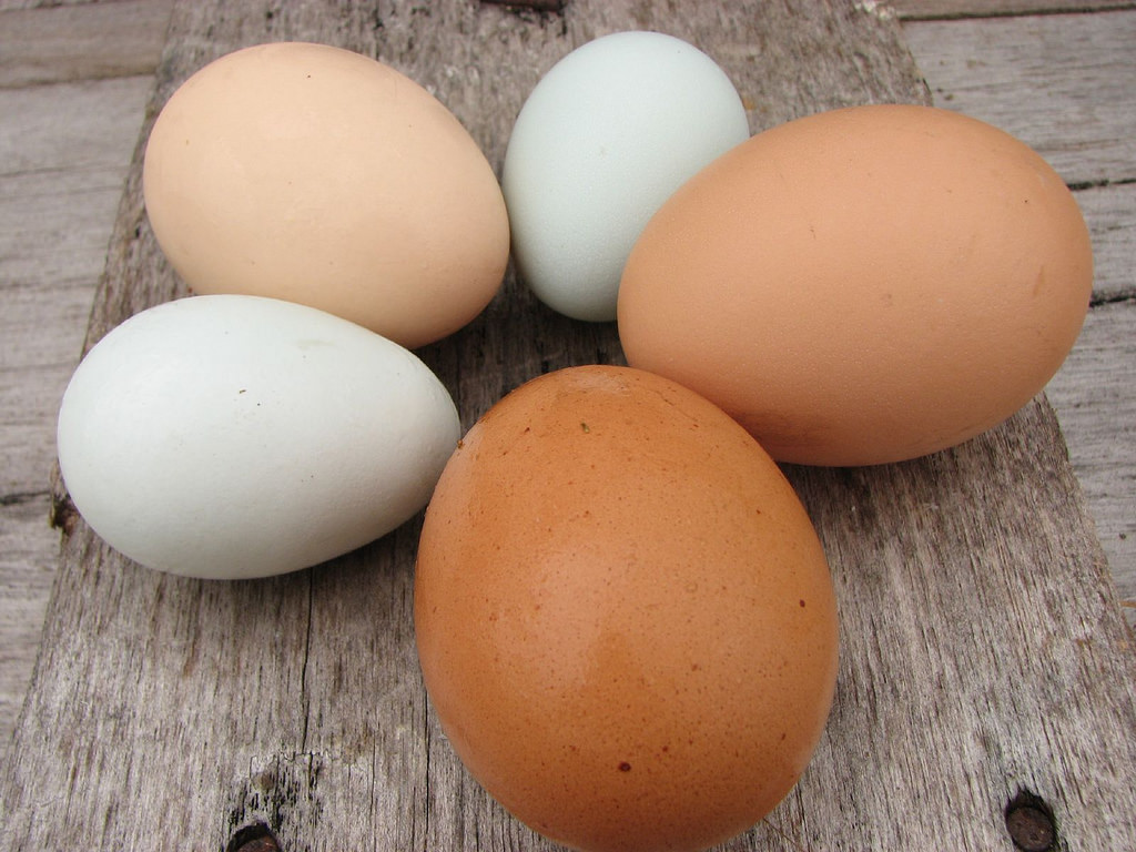 Kandungan Gizi Telur Berbagai Jenis, Mana yang Paling Bergizi?