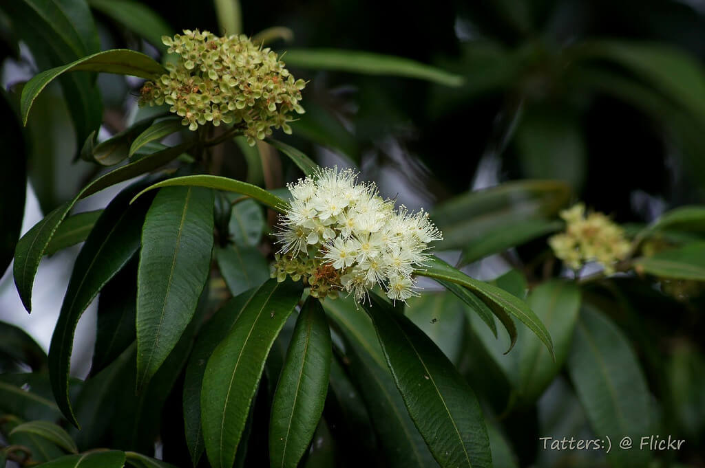 Lemon Myrtle, Minyak Esensial untuk Kulit Berminyak