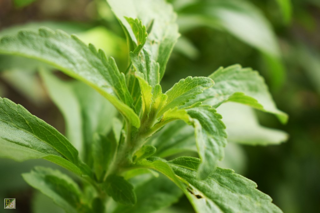 3 Keunggulan Pemanis Stevia Yang Super Menyehatkan