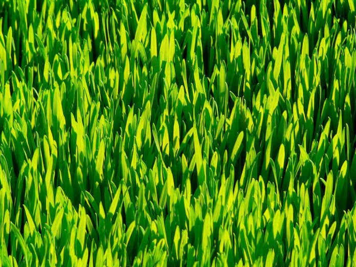 doktersehat-wheatgrass-untuk-kulit
