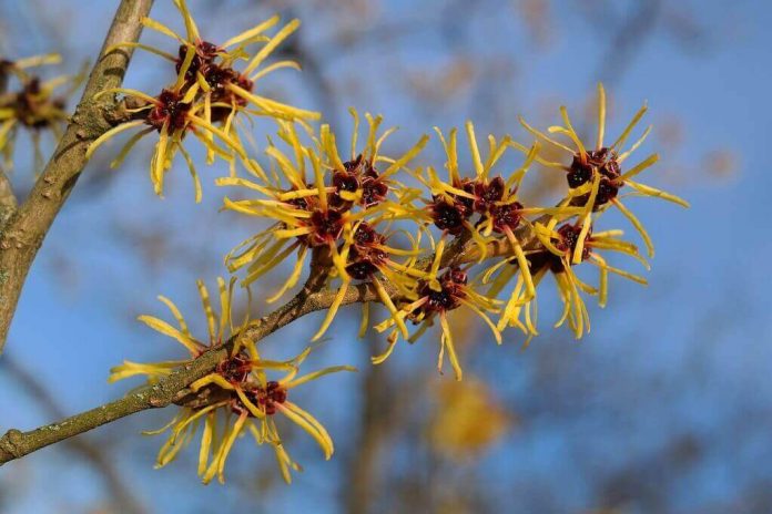 manfaat-Witch-Hazel-doktersehat