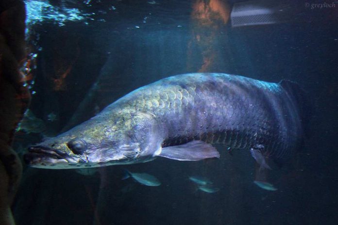 arapaima_doktersehat_1