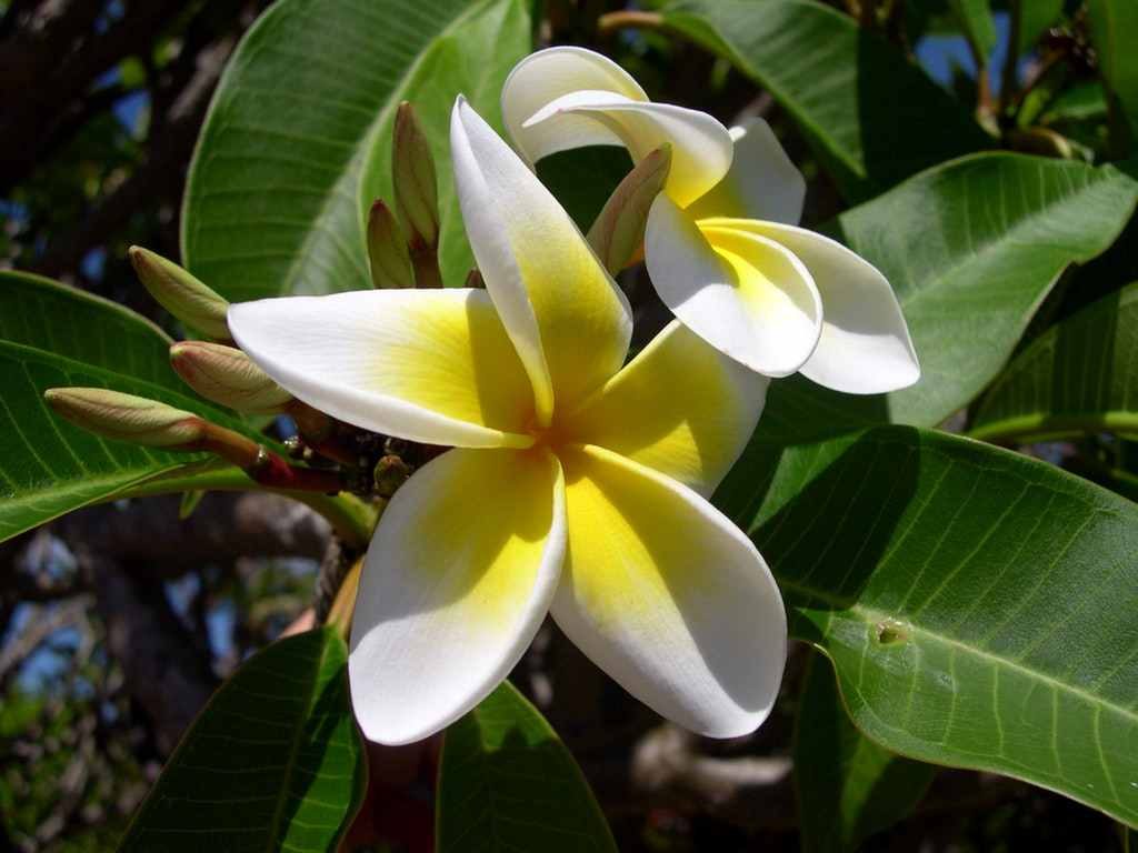 Unduh 4000 Wallpaper Bunga Kamboja HD Terbaik Unduh 4000 Wallpaper Bunga Kamboja HD Terbaik
