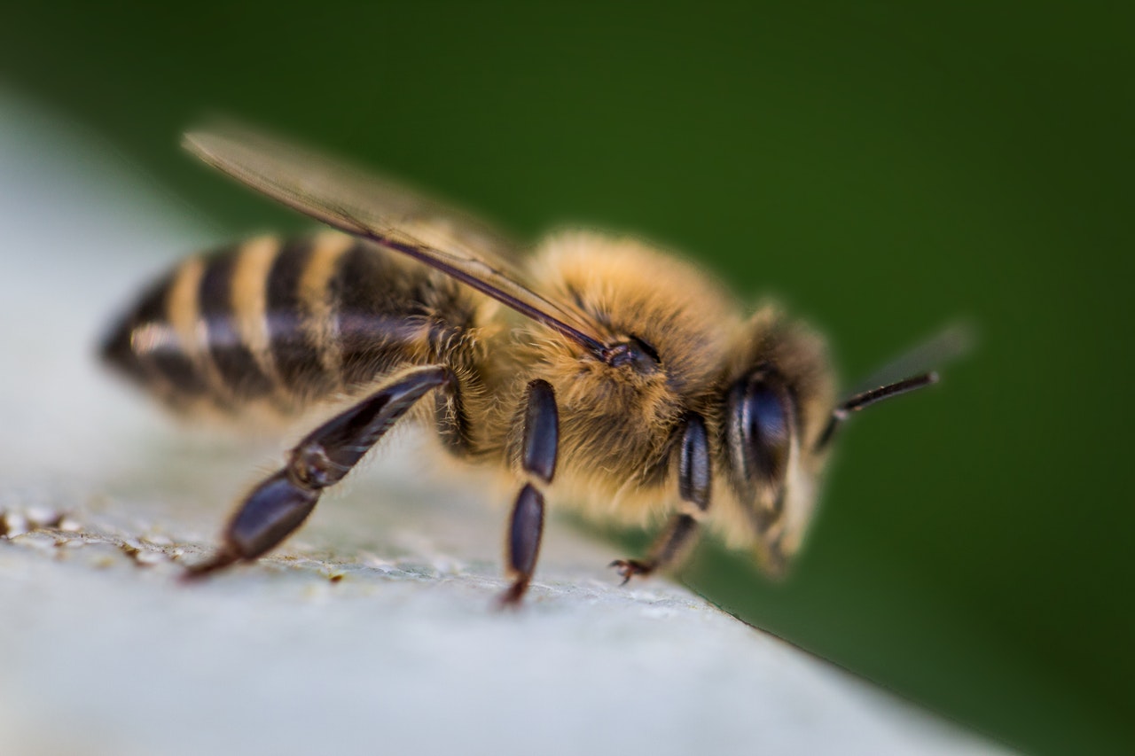 Bahan Alami untuk Menyembuhkan Sengatan Lebah