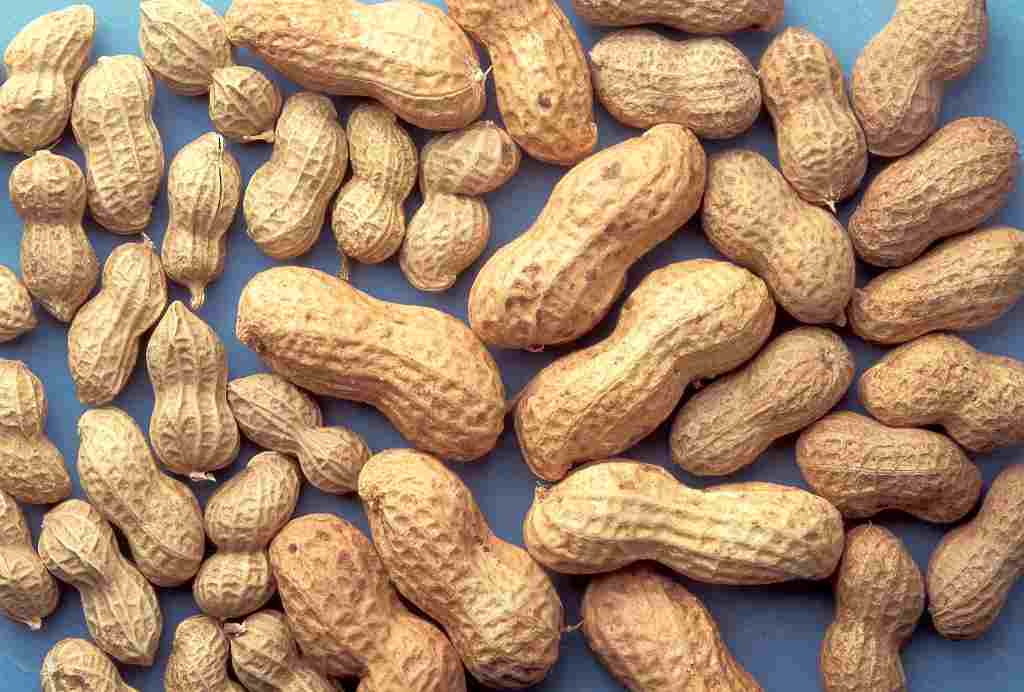 Kacang Tanah Bisa Sebabkan Asam Urat?