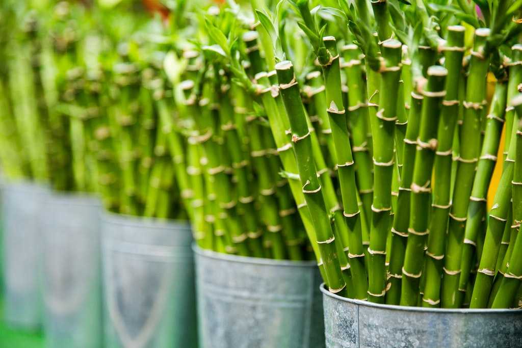 7 Manfaat Bambu bagi Kesehatan yang Tidak Diketahui