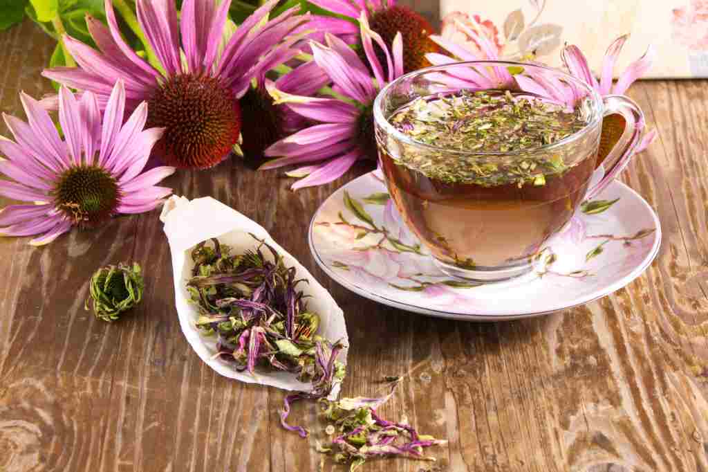 10 Manfaat Bunga Echinacea untuk Kesehatan, Bisa Cegah Kanker Payudara!