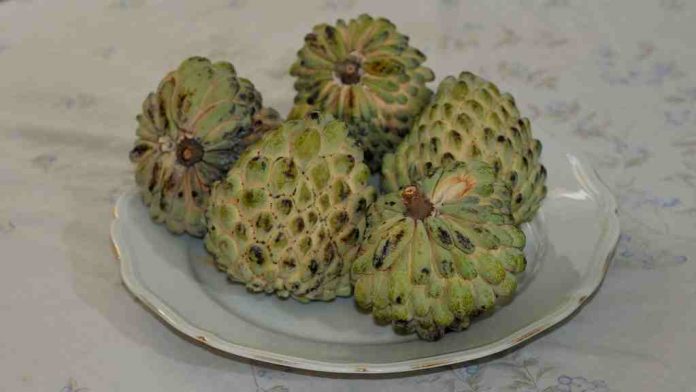 manfaat-cherimoya-doktersehat-1