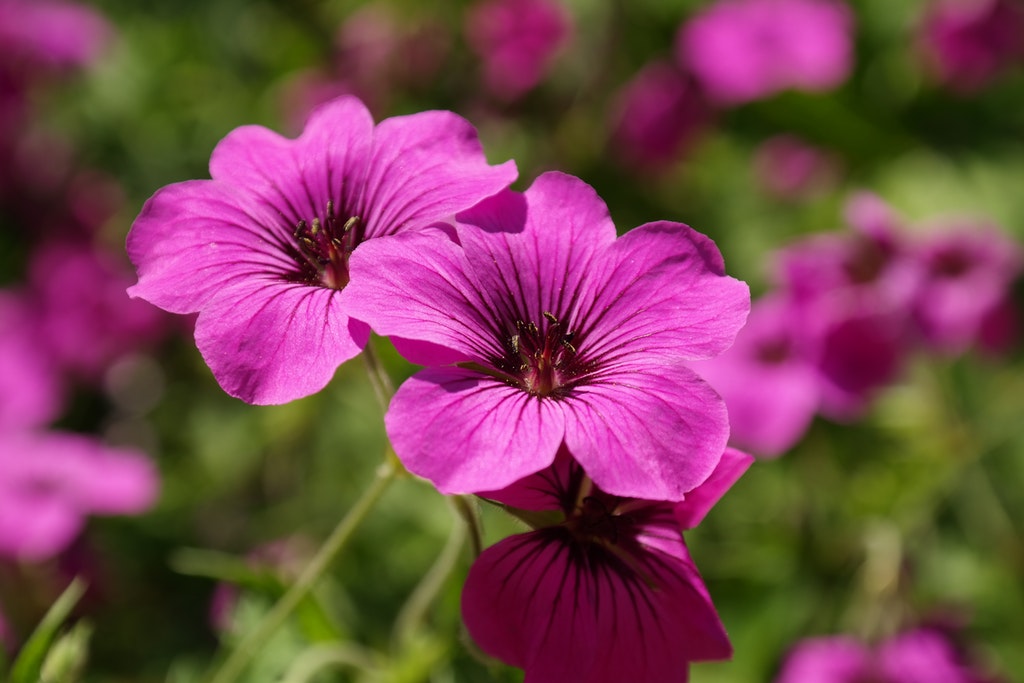 Khasiat Rose  Geranium  Oil yang Wajib Anda Ketahui 