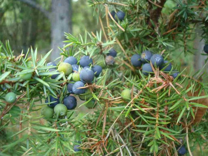 manfaat-juniper-berry-doktersehat-1