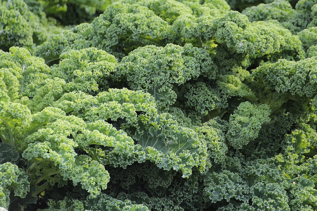 Kehebatan Sayur Kale untuk Kecantikan Kulit