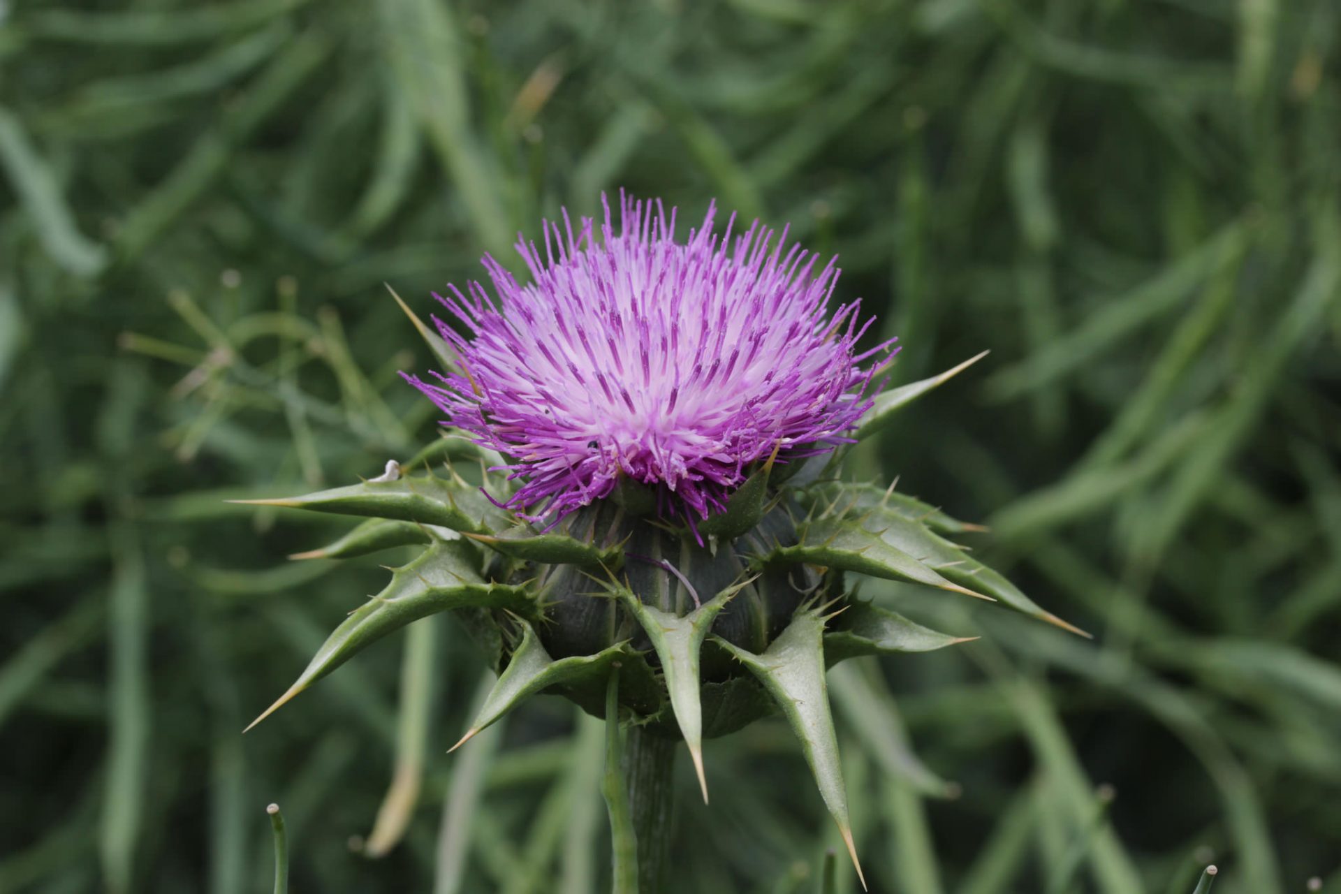 Milk Thistle, Referensi Bahan Herbal Untuk Merawat Kulit - DokterSehat