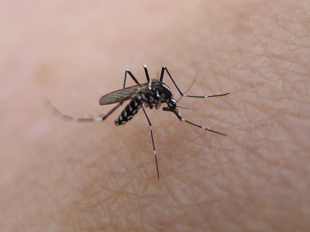 Ketahui 4 Penyebab Mengapa Nyamuk Suka Menggigit Kulit Anda