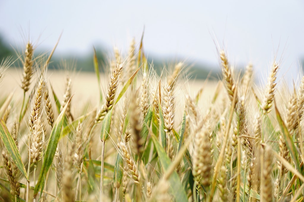 Wheat Germ Oil dan Manfaatnya untuk Kulit