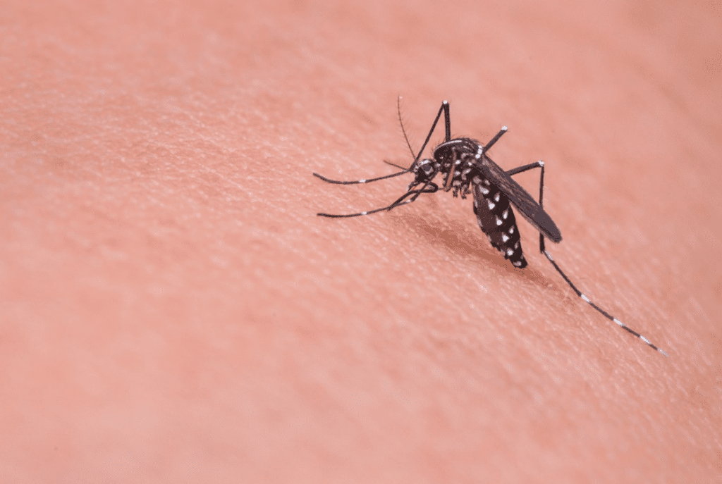 Demam Berdarah Dengue (DBD): Gejala, Penyebab, Pengobatan, dll
