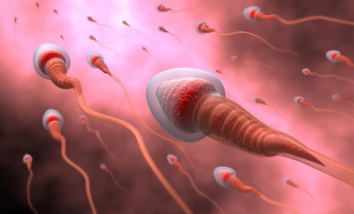 doktersehat regenerasi sperma