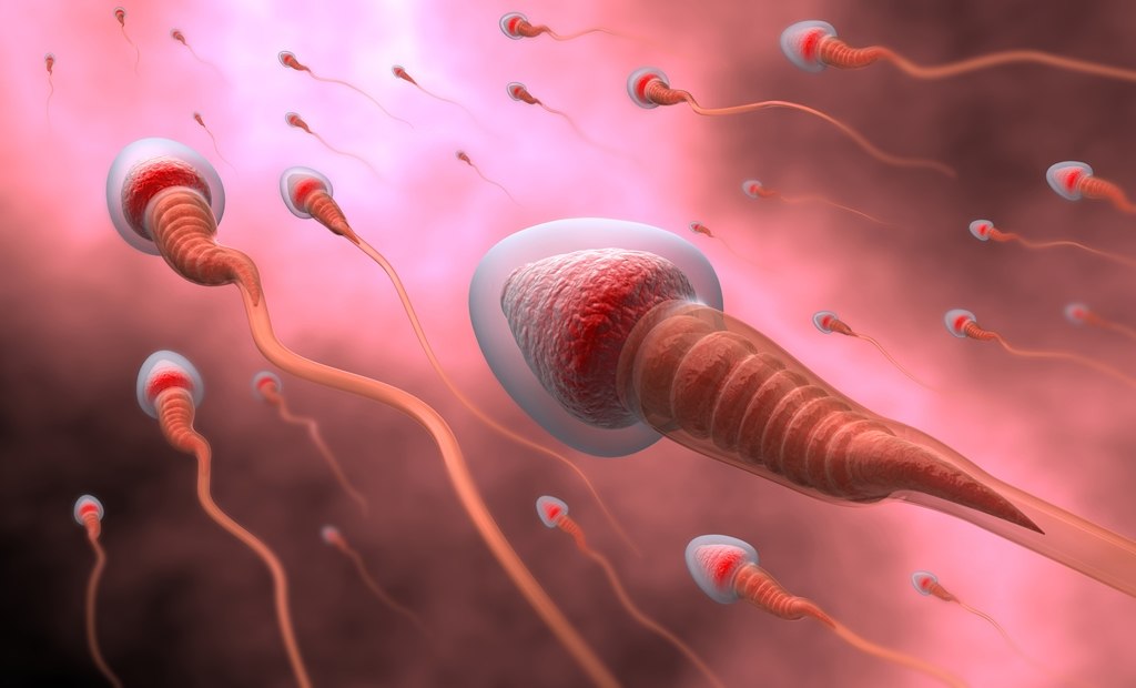 Mengenal Siklus Produksi Sperma, Para Pria Wajib Tahu