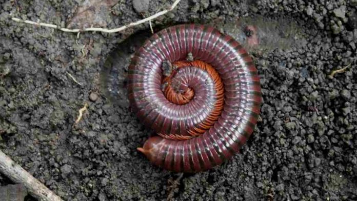 kaki_seribu_kanker_doktersehat_1 kaki_seribu_kanker_doktersehat_1