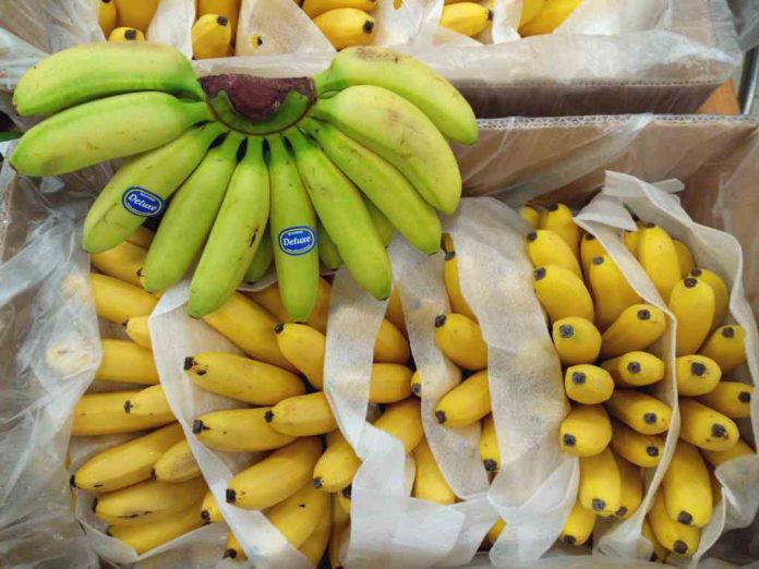 makan-pisang-hijau-doktersehat