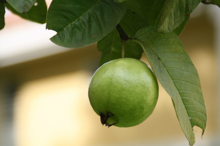 Tahukah Anda Daun Jambu Biji Sangat Baik untuk Kecantikan ...