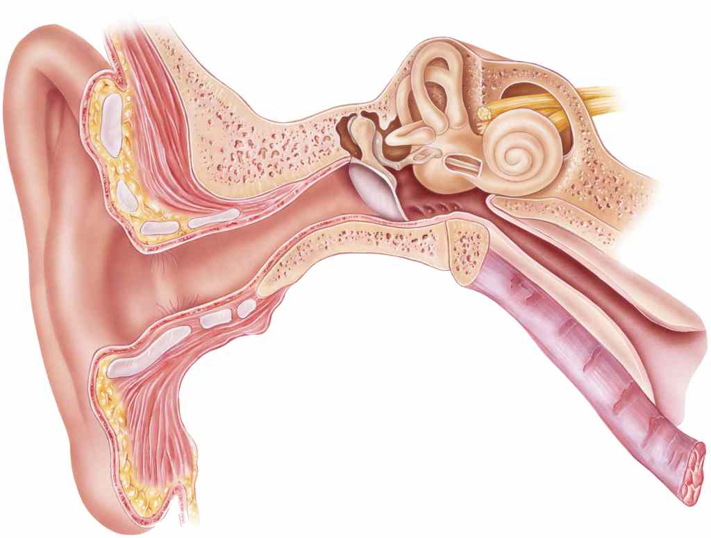 Anatomi Telinga Manusia: Bagian dan Fungsinya (Lengkap)