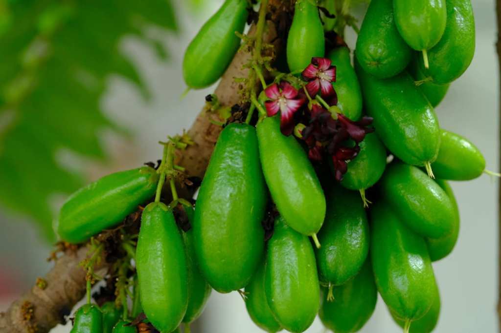 Daun dan Buah Belimbing Wuluh untuk Mengobati Diabetes, Ampuhkah?