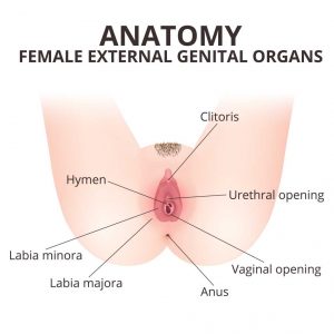 gambar-vagina-doktersehat