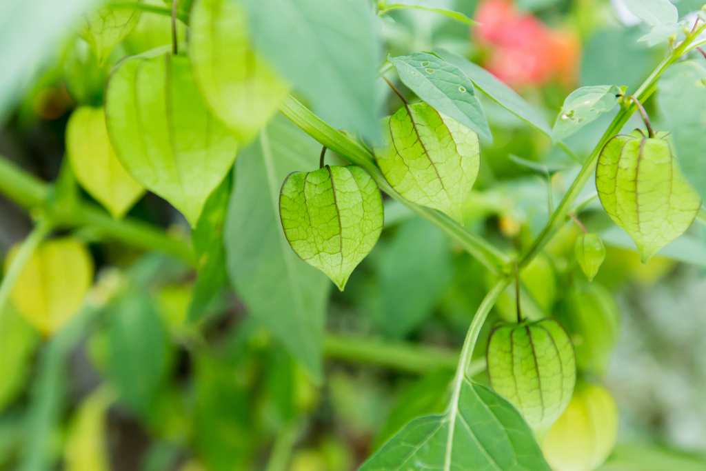 daun daunan apotik hidup untuk herbal daun ciplukan