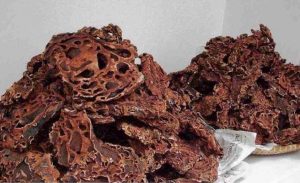 manfaat-sarang-semut-doktersehat