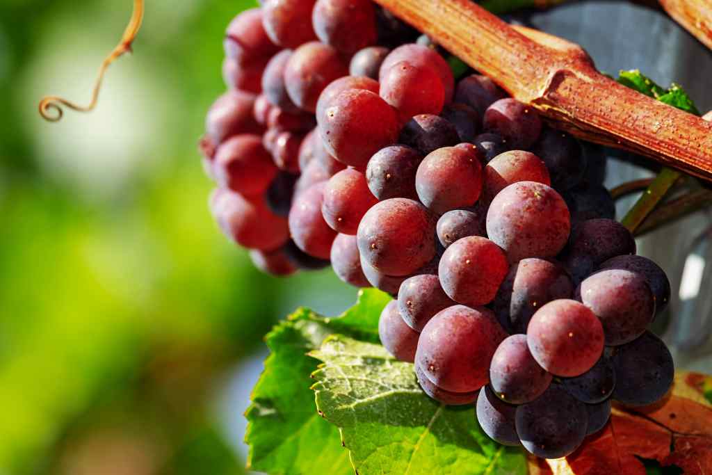 5 Bahaya Makan Anggur Berlebihan