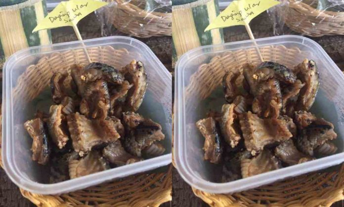 daging-ular-doktersehat