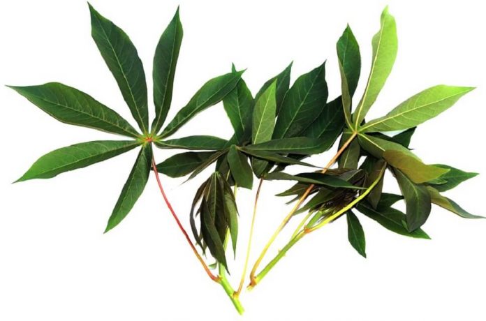 daun-singkong-untuk-asam-urat-doktersehat