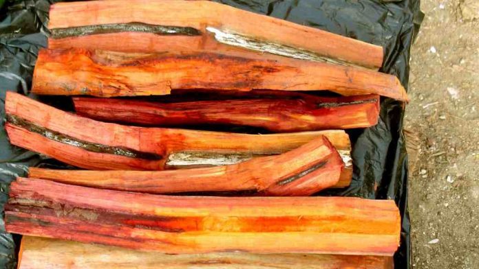 khasiat-kayu-secang-doktersehat