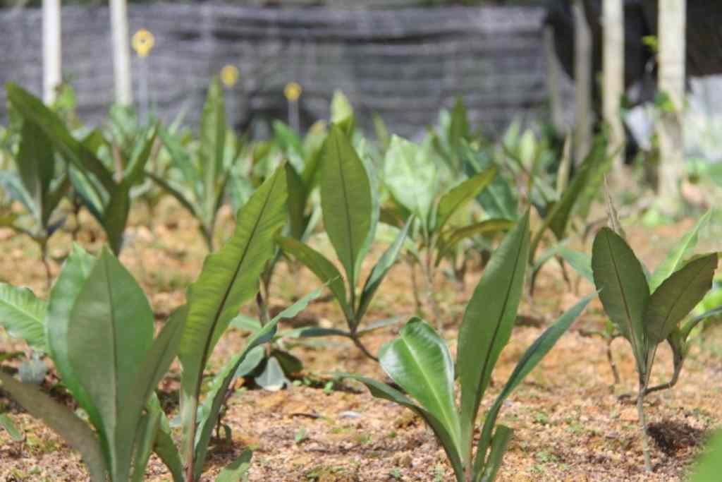 7 Manfaat Rumput Fatimah dan Efek Sampingnya