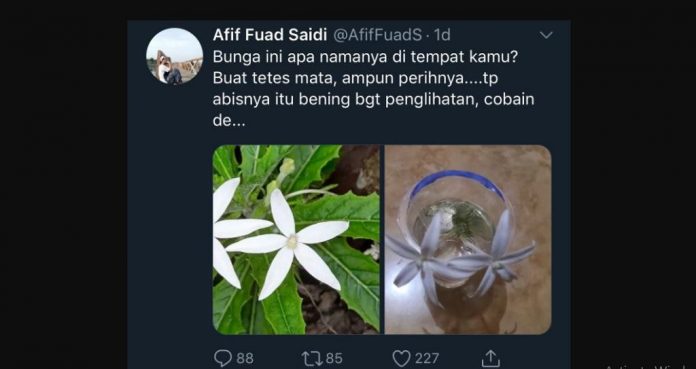 air-rebusan-daun-sakit-mata-doktersehat