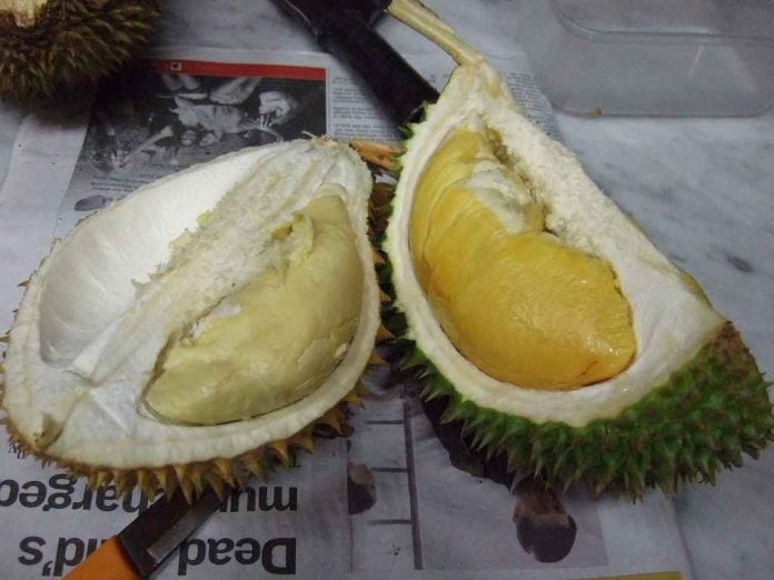 bahaya durian bagi balita