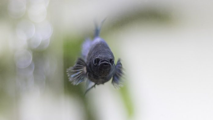ikan-cupang-doktersehat ikan-cupang-doktersehat