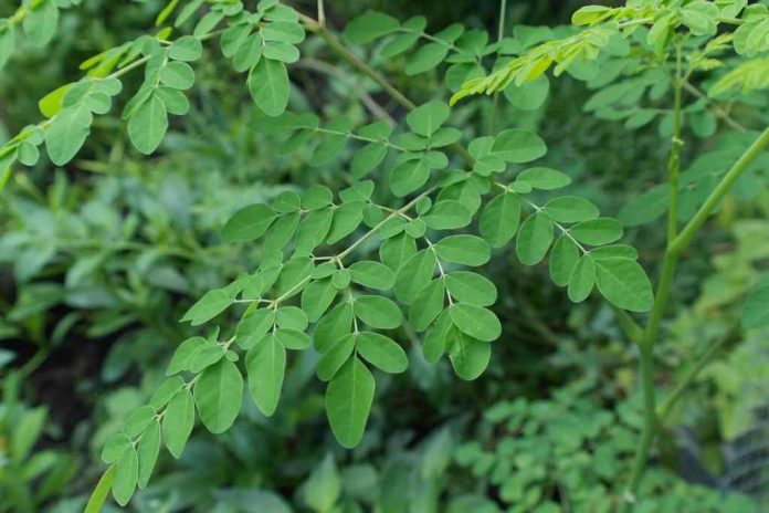 kandungan-daun-kelor-kering-doktersehat