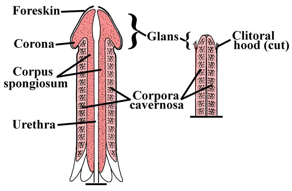 diagramă de creștere a penisului)