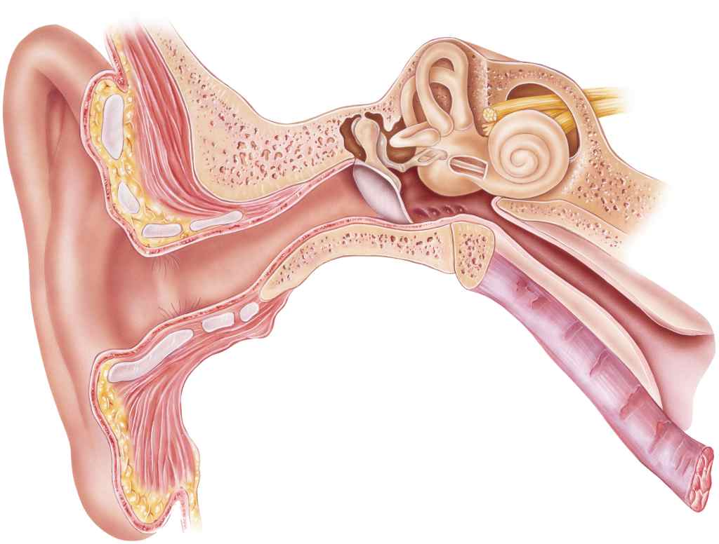 Bagian telinga yang berfungsi untuk menangkap gelombang suara dan mengubahnya menjadi getaran