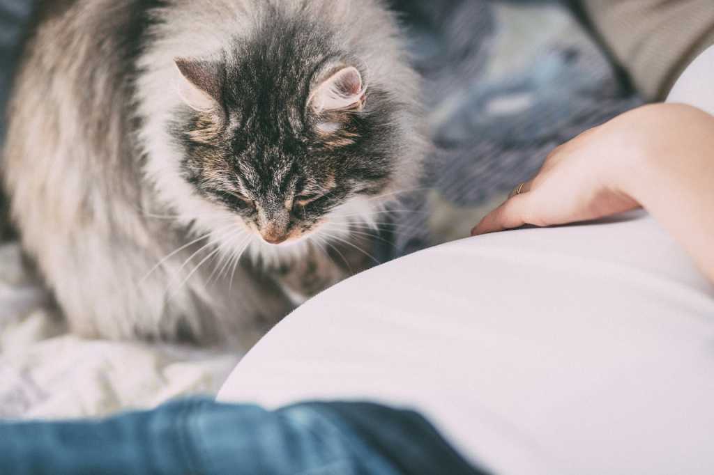 Alergi Bulu Kucing Berbahaya? Ini Gejala, Penyebab, dan Pengobatannya