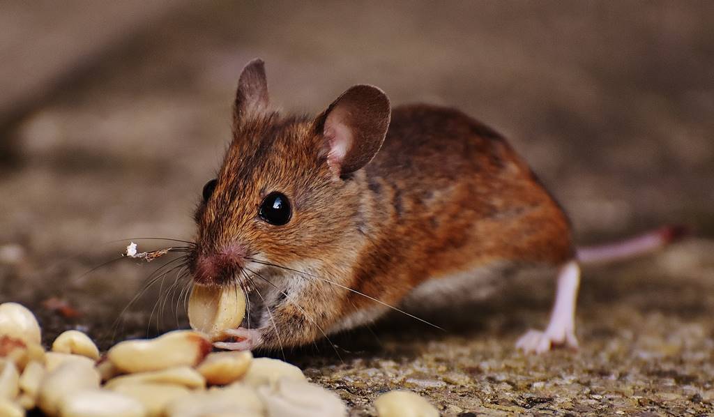 Viral Video Makanan Warteg Dimakan Tikus, Ini Bahayanya!