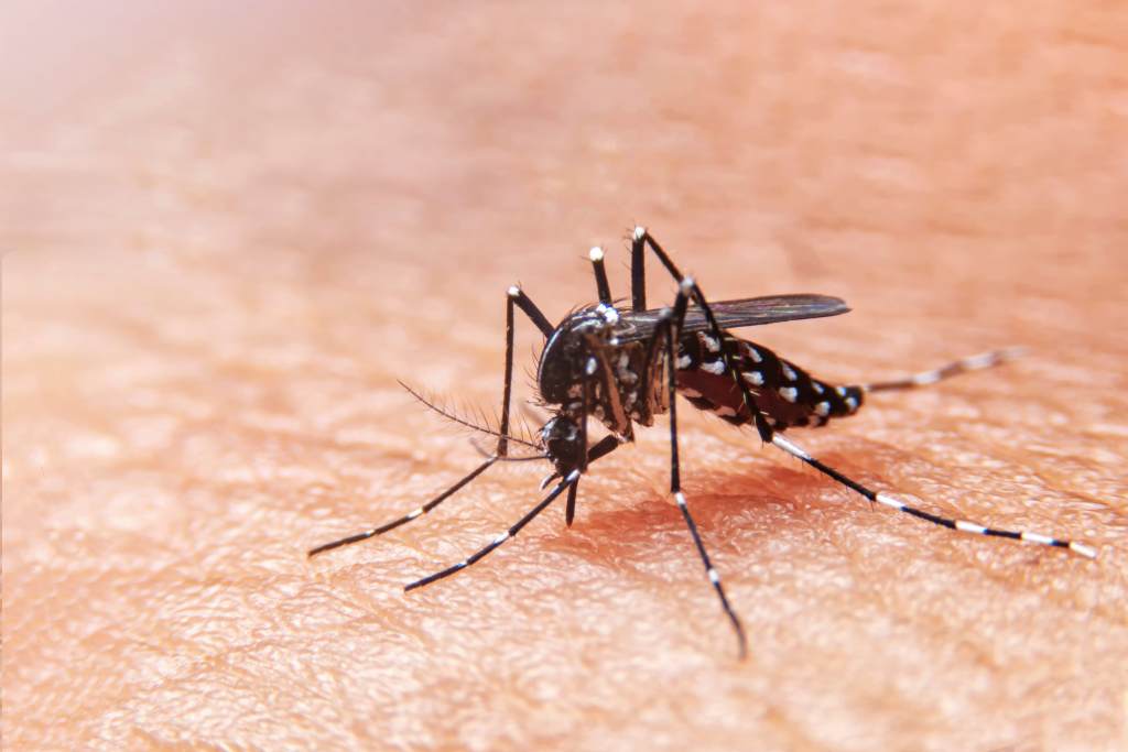Malaria: Penyebab, Gejala, Diagnosis, dan Pengobatan