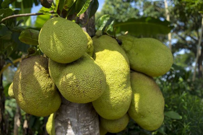 manfaat-buah-cempedak-doktersehat