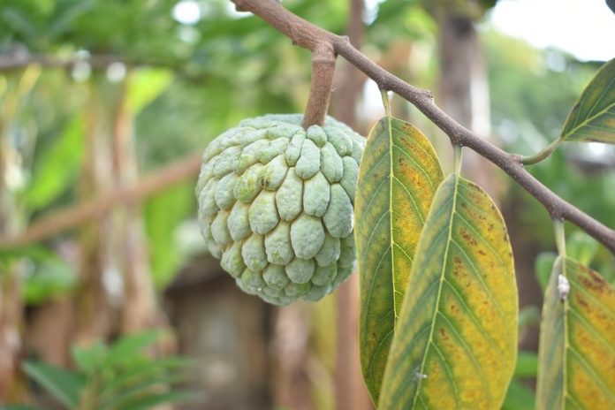 manfaat-buah-srikaya-untuk-ibu-hamil-doktersehat